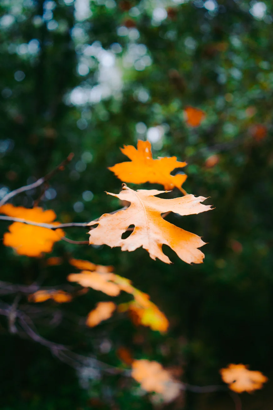 Orange autumn leaves on a branch against a blurred green background